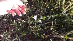 Convolvulus arvensis