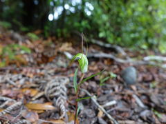 Pterostylis brumalis