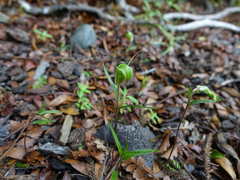 Pterostylis brumalis