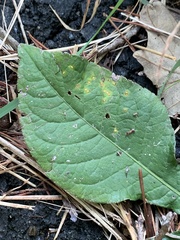 Coleosporium elephantopodis