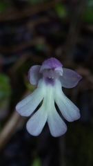 Cynorkis fastigiata