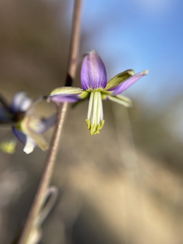 Image of Heliophila cornuta by (c) Matt Berger, some rights reserved (CC BY)