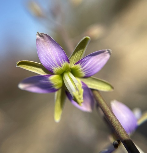 Image of Heliophila cornuta by (c) Matt Berger, some rights reserved (CC BY)