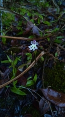 Cynorkis fastigiata