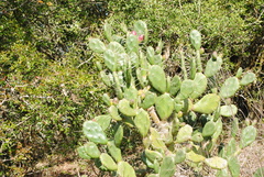 Opuntia rioplatense