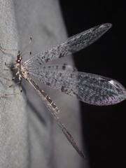 Dendroleon speciosus