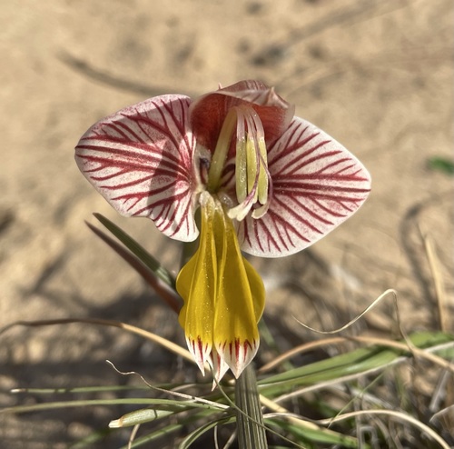 Image of Gladiolus watermeyeri by (c) Matt Berger, some rights reserved (CC BY)