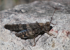 Trimerotropis cyaneipennis