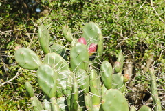 Opuntia rioplatense