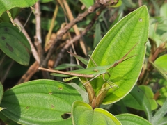 Acrida cinerea