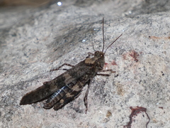 Trimerotropis cyaneipennis