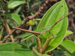 Acrida cinerea