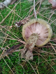 Lactarius atroviridis