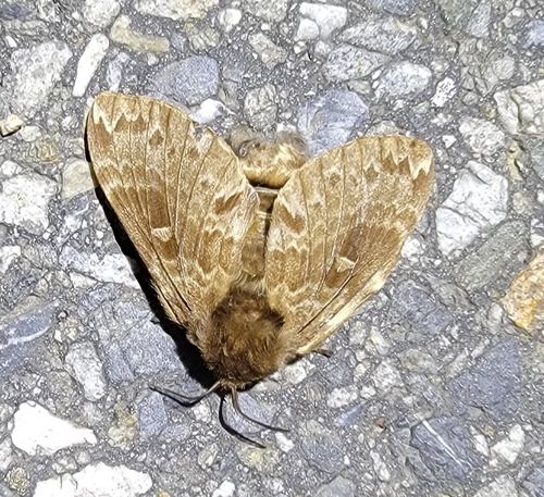 Pyrosis eximia