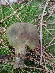 Lactarius atroviridis
