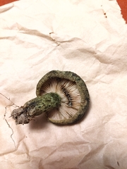 Lactarius atroviridis