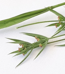 Bupleurum semicompositum