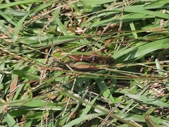 Gastrimargus marmoratus