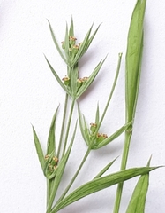 Bupleurum semicompositum