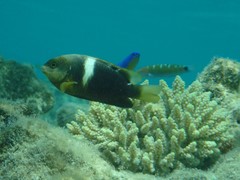 Chrysiptera biocellata