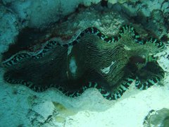 Tridacna derasa