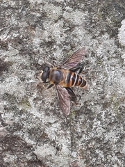 Mallota curvigaster