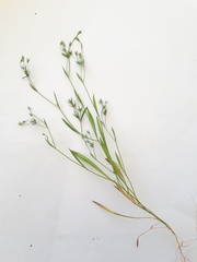 Bupleurum semicompositum