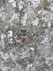 Mallota curvigaster
