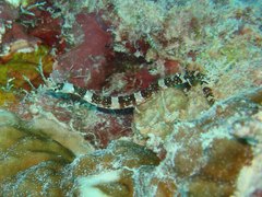 Corythoichthys amplexus