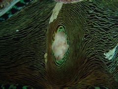 Tridacna derasa