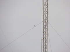 Chlorostilbon lucidus