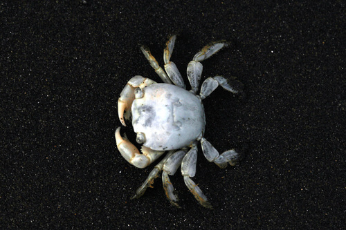 photo of Gulfweed Crab (Planes minutus)