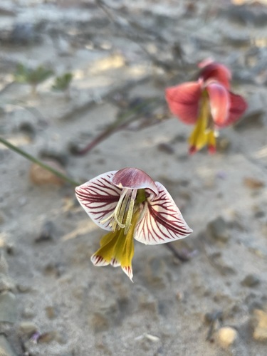Image of Gladiolus watermeyeri by (c) Matt Berger, some rights reserved (CC BY)