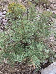 Indigofera sphaerocarpa