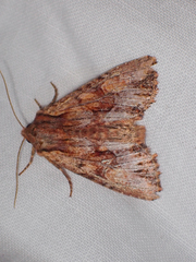 Apamea antennata