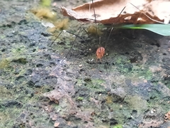 Pseudogagrella splendens