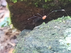 Pseudogagrella splendens