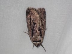 Sympistis dinalda