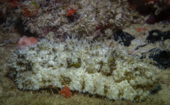 Astichopus multifidus