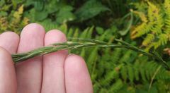 Elymus caninus