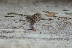 Strigoplus guizhouensis