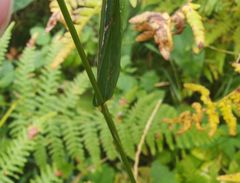 Elymus caninus