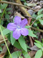 Ruellia squarrosa
