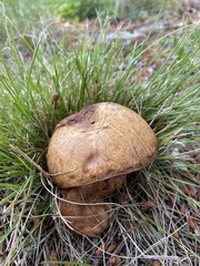 Phlebopus marginatus