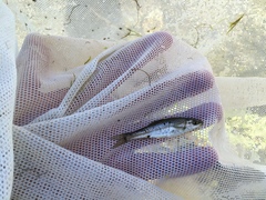 Dionda diaboli