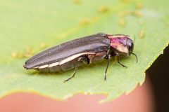 Agrilus vittaticollis