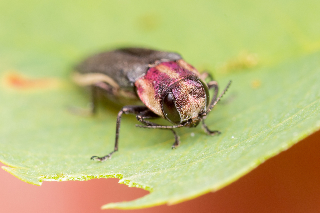 Hawthorn Root Borer