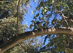 Aphelocoma californica