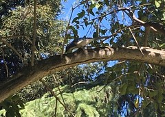 Aphelocoma californica