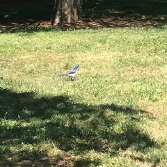 Aphelocoma californica